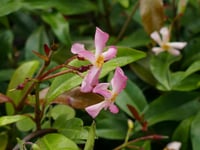 Trachelospermum asiaticum Pink Pembe Arap Yasemini fidanı