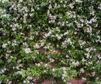 Trachelospermum jasminoides Pink showers Pembe Arap Yasemini fidanı