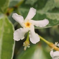 Trachelospermum jasminoides Variegatum Alaca Yapraklı Arap Yasemin fidanı
