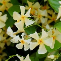 Trachelospermum jasminoides Yellow Star Arap Yasemini fidanı