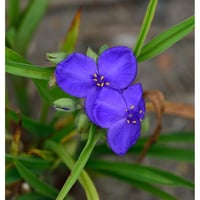 Tradescantia andersoniana mavi tradeskantia
