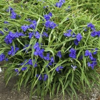 Tradescantia andersoniana mavi tradeskantia