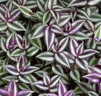 Tradescantia zebrina Telgraf Çiçeği fidanı