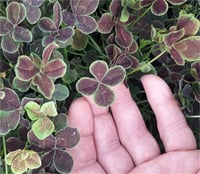 Trifolium repens Pentaphyllum uğurlu yonca fidesi