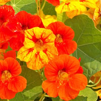 Tropaeolum majus Laden Nasturtium Latin çiçeği Hint Teresi fidesi