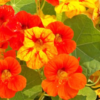 Tropaeolum majus Laden Nasturtium Latin çiçeği Hint Teresi fidesi