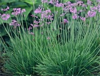Tulbaghia violacea Sosyete sarmısağı Tulbahya fidesi