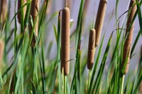 Typha angustifolia-domingensis ince yapraklı hasır kamışı