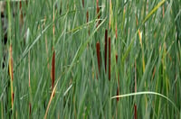 Typha angustifolia-domingensis ince yapraklı hasır kamışı