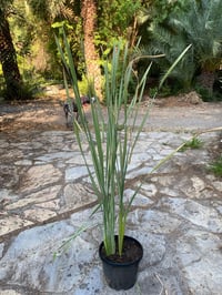 Typha latifolia variegata geniş yapraklı alacalı hasır kamışı