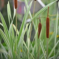 Typha latifolia variegata geniş yapraklı alacalı hasır kamışı