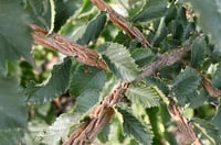 Ulmus minor Karaağaç fidanı