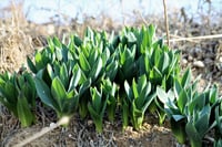 Urginea maritima Ada Soğanı