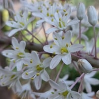 Urginea maritima Ada Soğanı