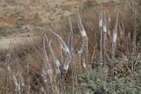 Urginea maritima Ada Soğanı