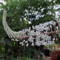 Urginea maritima Ada Soğanı