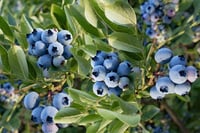 Vaccinium cor. Cargo Yaban Mersini Likapa fidan