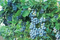 Vaccinium cor. Bluegold Yaban Mersini Likapa fidan 20-40 cm