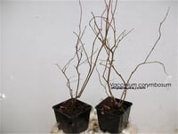 Vaccinium corymbosum Blueberry Yaban Mersini fidanı