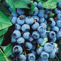 Vaccinium corymbosum Bluecrop Yaban Mersini Likapa fidanı