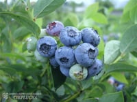 Vaccinium corymbosum Darrow Yaban Mersini Likapa fidanı