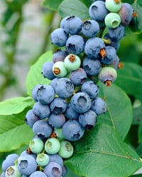 Vaccinium corymbosum Elliot Yaban Mersini Likapa fidanı