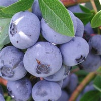 Vaccinium corymbosum Goldtraube Yaban Mersini fidanı