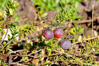 Vaccinium macrocarpon Pilgrim Turna Yemişi fidanı
