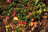 Vaccinium macrocarpon Pilgrim Turna Yemişi fidanı