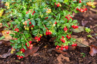 Vaccinium macrocarpon Stevens Turna Yemişi Fidanı