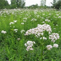 Valeriana officinalis kedi otu fidesi