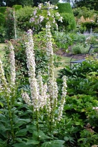 Verbascum chaixi album Beyaz Sığır Kuyruğu Fidesi