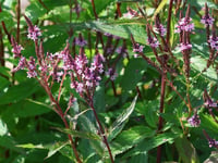 Verbena hastata Pink Spire Pembe Amerikan Mine Çiçeği Fidesi