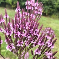 Verbena hastata Pink Spire Pembe Amerikan Mine Çiçeği Fidesi