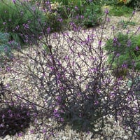 Verbena officinalis Bampton Kelebek Verbenası Fidanı