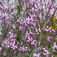 Verbena officinalis Bampton Kelebek Verbenası Fidanı
