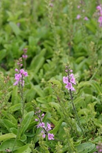 Veronica cantiana Kentish Pink pembe yavşan otu fidesi