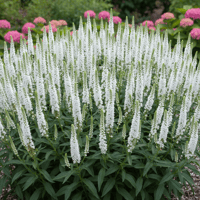Veronica longifolia White Jolanda Beyaz Yavşan Otu Fidesi
