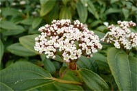Viburnum davidii İri Yapraklı Kartopu fidanı