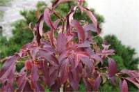 Viburnum hillieri Winton Kartopu fidanı