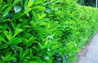 Viburnum lucidum Kartopu fidanı
