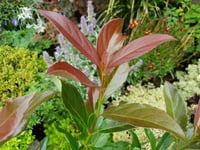 Viburnum odoratissimum Coppertop Kartopu fidanı