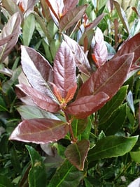 Viburnum odoratissimum Coppertop Kartopu fidanı