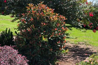 Viburnum odoratissimum Coppertop Kartopu fidanı