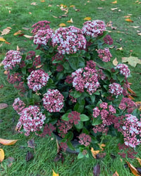 Viburnum tinus Lilarose Kış Kartopu fidanı