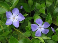 Vinca major Cezayir menekşesi fidesi