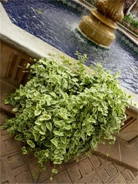 Vinca major Variegata Alacalı Cezayir menekşesi fidesi
