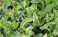Vinca minor Aureo. minyatür alacalı cezayir menekşesi fidesi