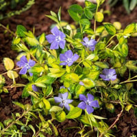Vinca minor Illumination Cezayir Menekşesi Fidesi