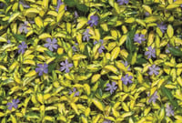 Vinca minor Illumination Cezayir Menekşesi Fidesi